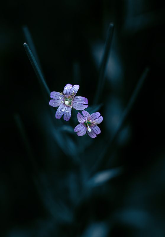 ... фото превью