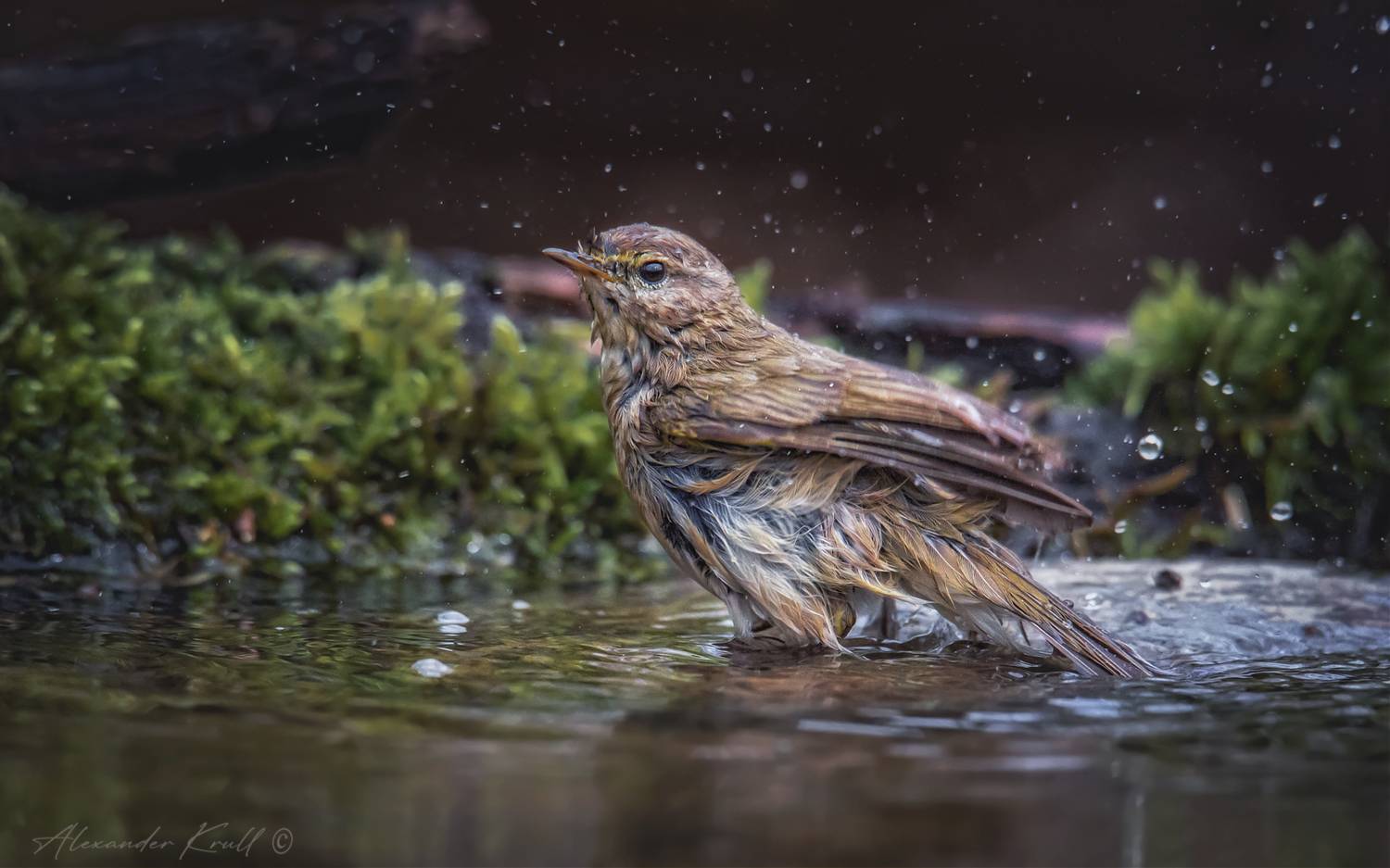 пеночка, теньковка, пеночка-теньковка, phylloscopus collybita, Круль Александр