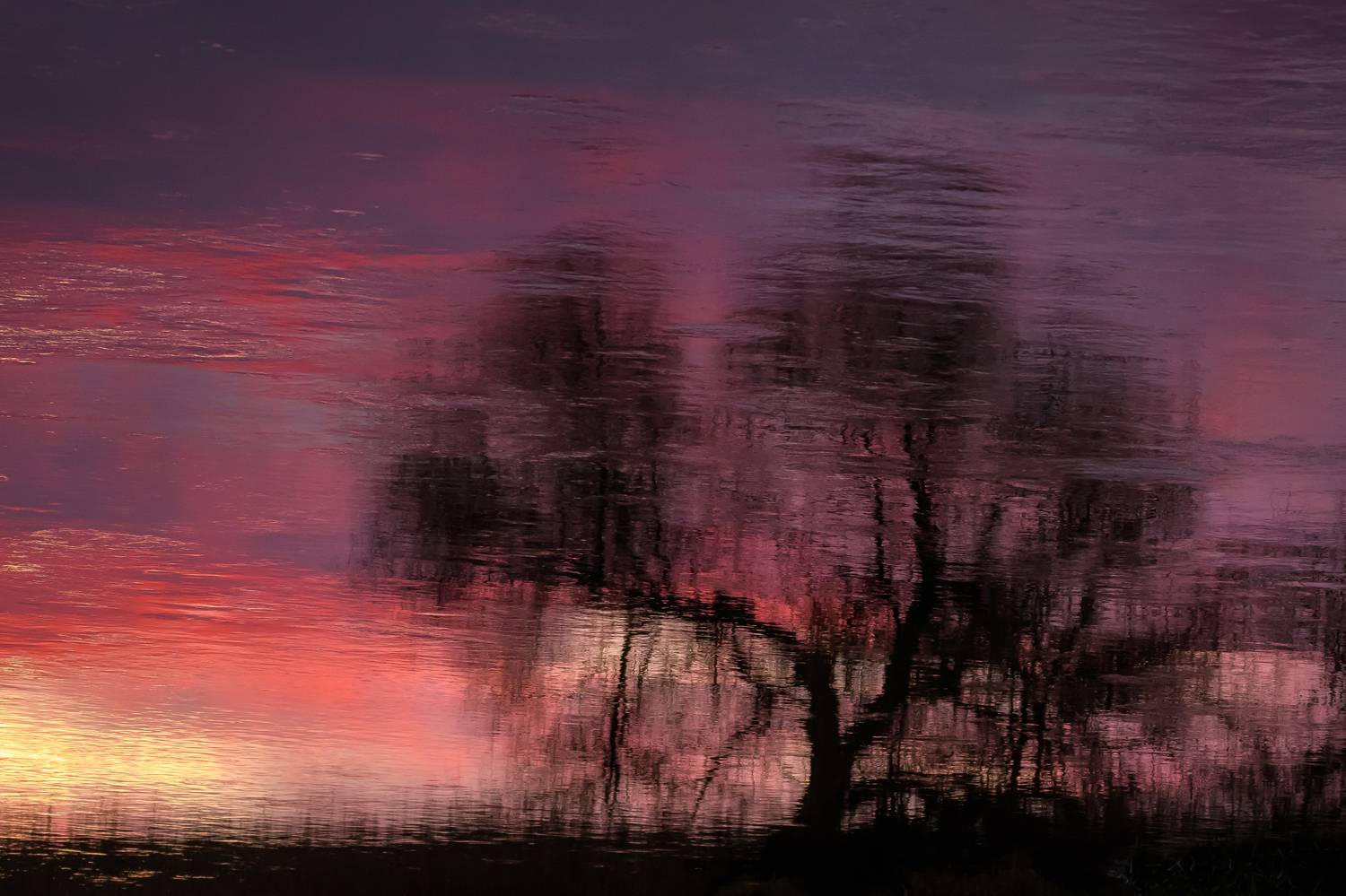 дерево, силуэт, ива, закат, розовый, Соварцева Ксения