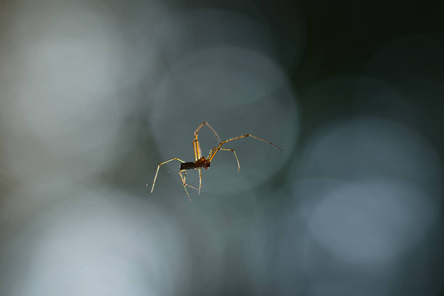 макро, паук, spider, macro, Хилько Марина