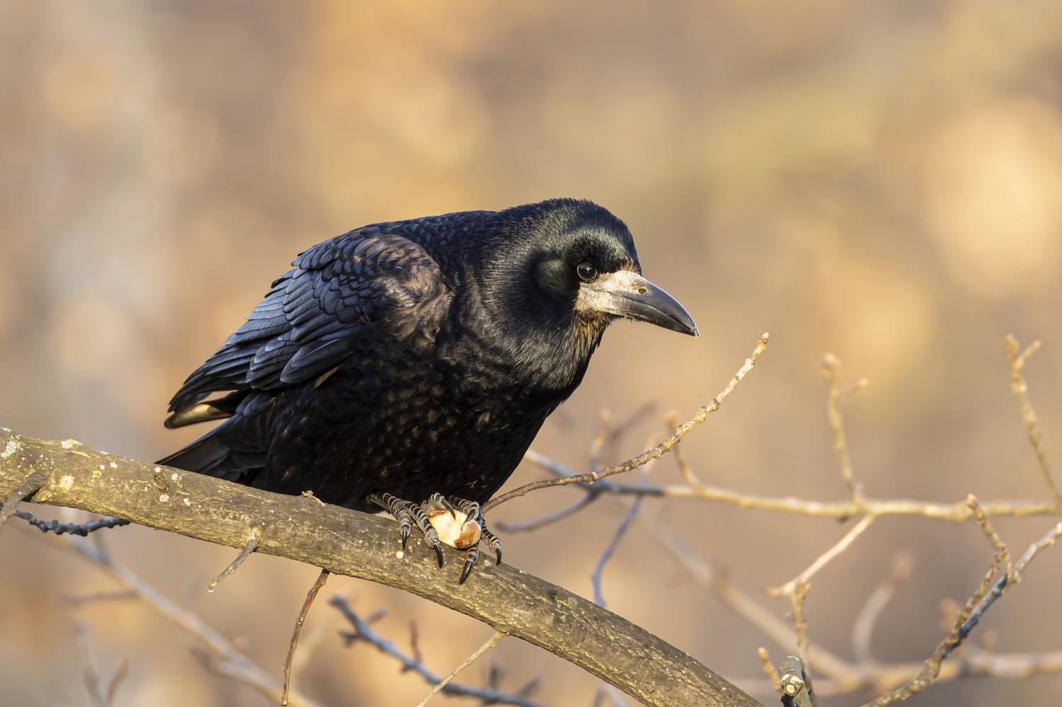 грач, птицы, Руслан Pl