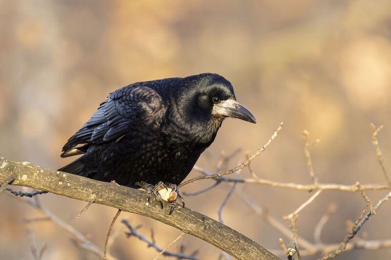 грач, птицы Грач фото превью