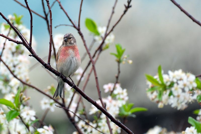 Коноплянка (самец) фото превью