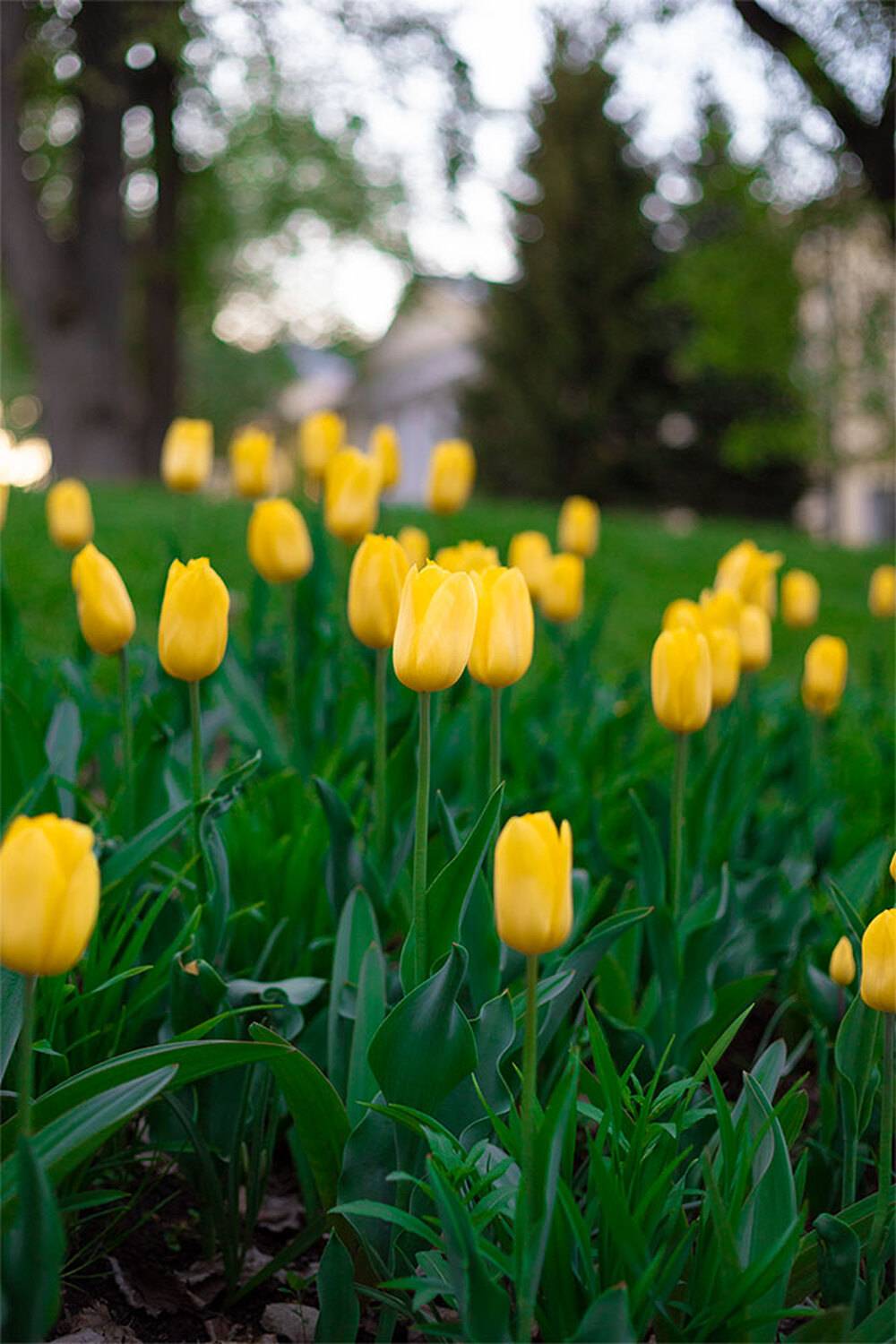 , Чудинин Дмитрий