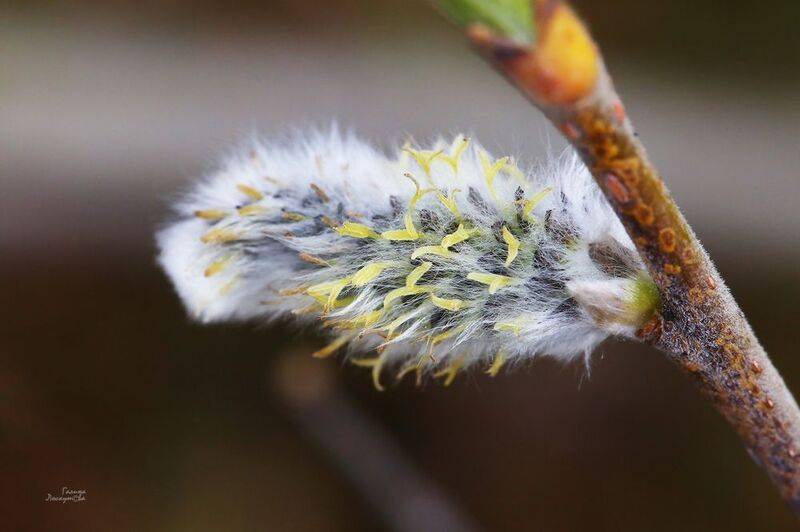 почка, ветка, весна Первая ласточка фото превью