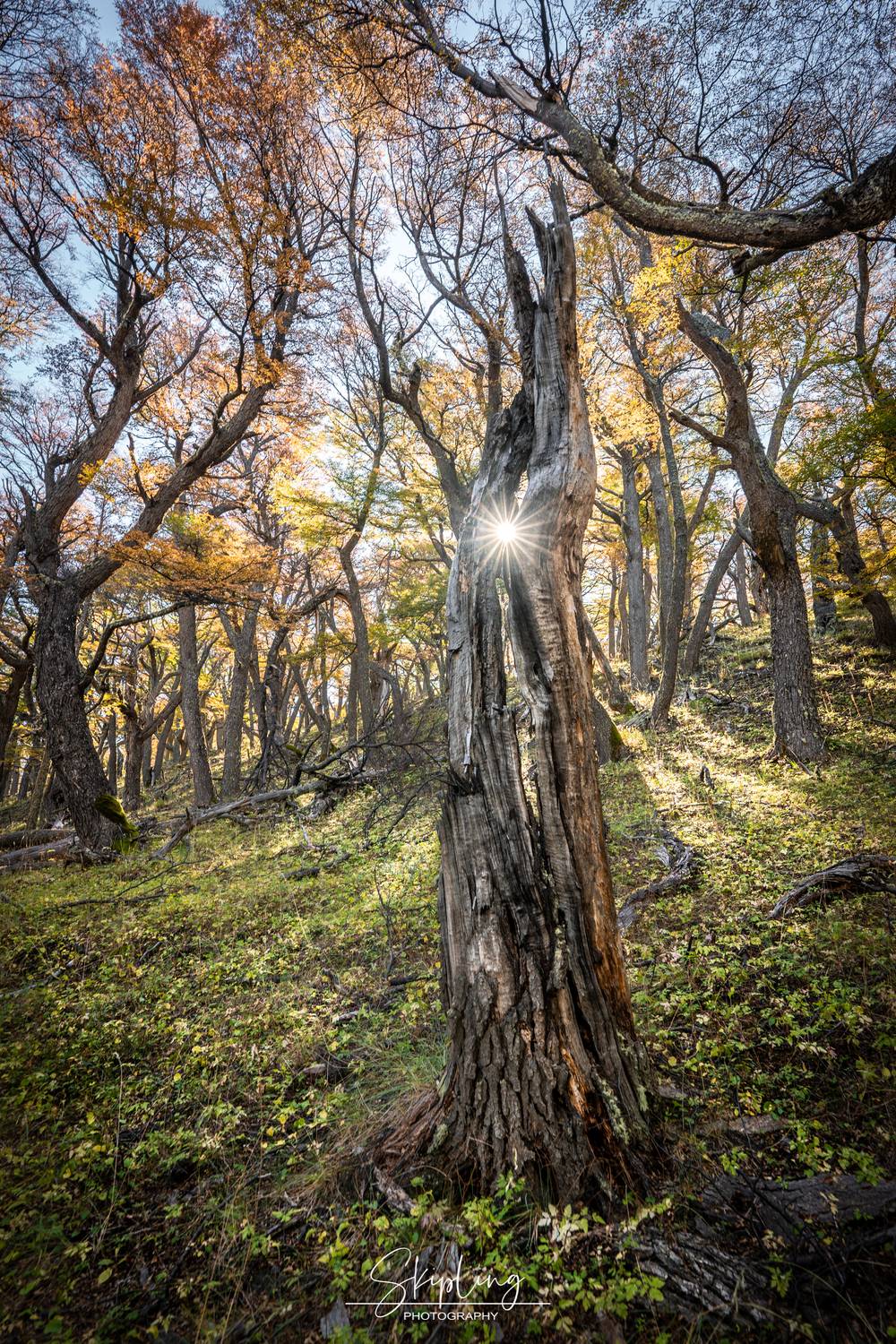 патагония, Ганюшкин Владимир