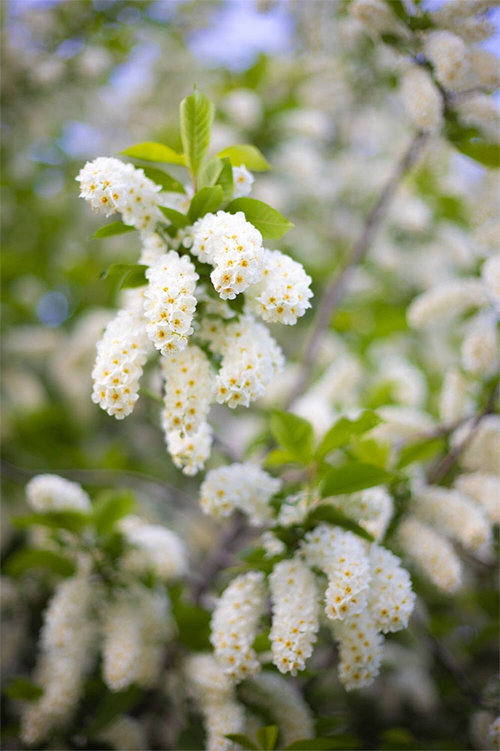 , Чудинин Дмитрий