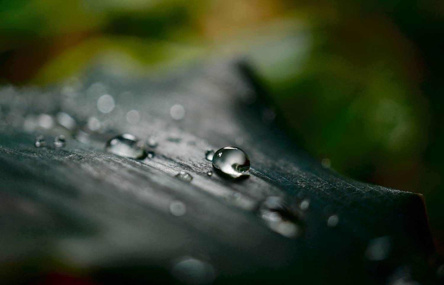 , Ксения Орлова