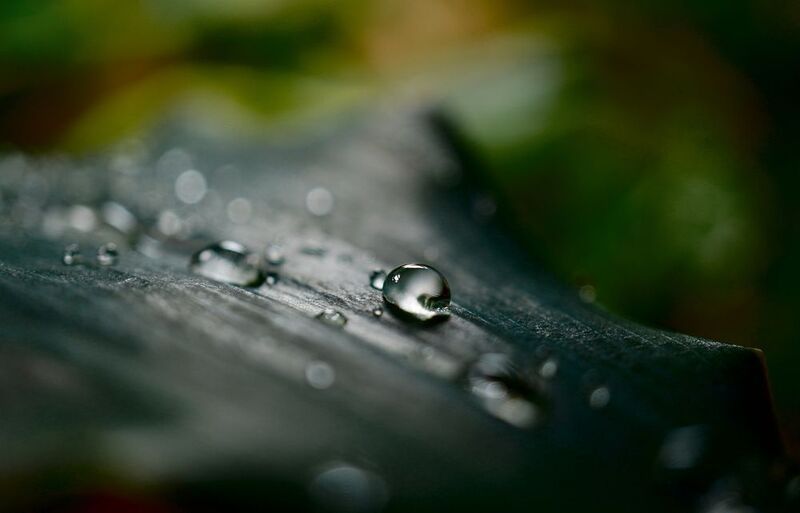 Капли на листьях Хлорофитума фото превью