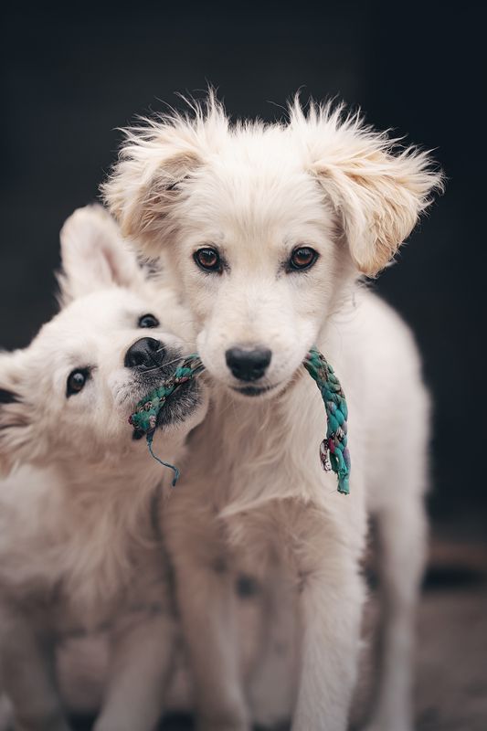 Альбус и Пломбир, приютские щенята фото превью