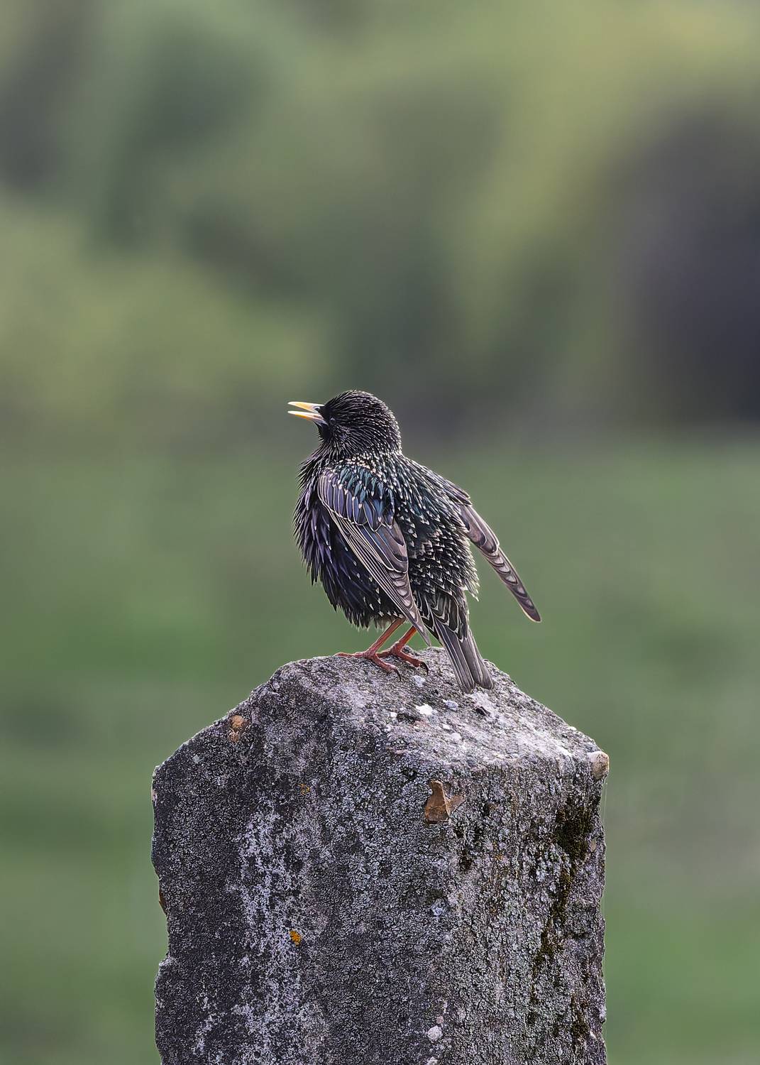, Загруев Михаил