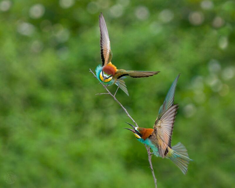 Щурки - Lens and Feathers фото превью