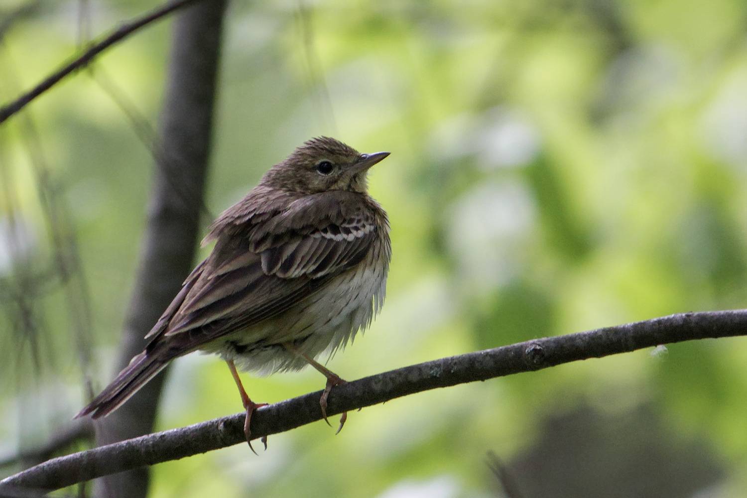 лесной конёк, лесная шеврица, anthus trivialis, КарОл