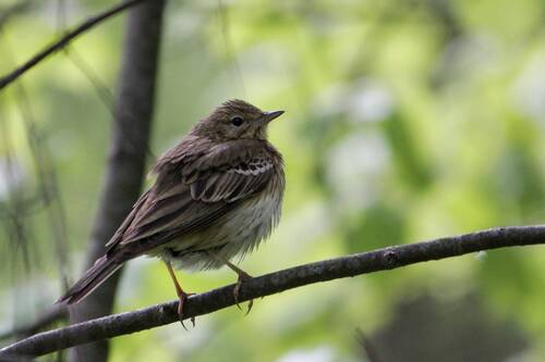 Лесной конёк (Anthus trivialis)