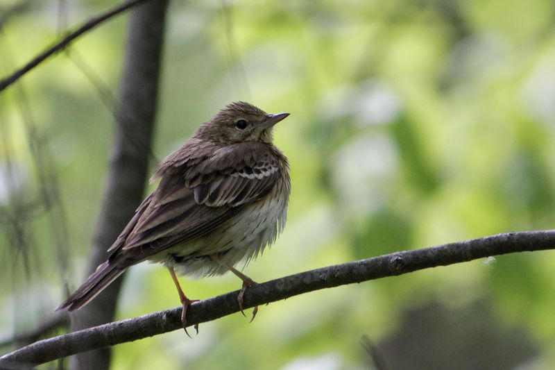 Лесной конёк (Anthus trivialis) фото превью