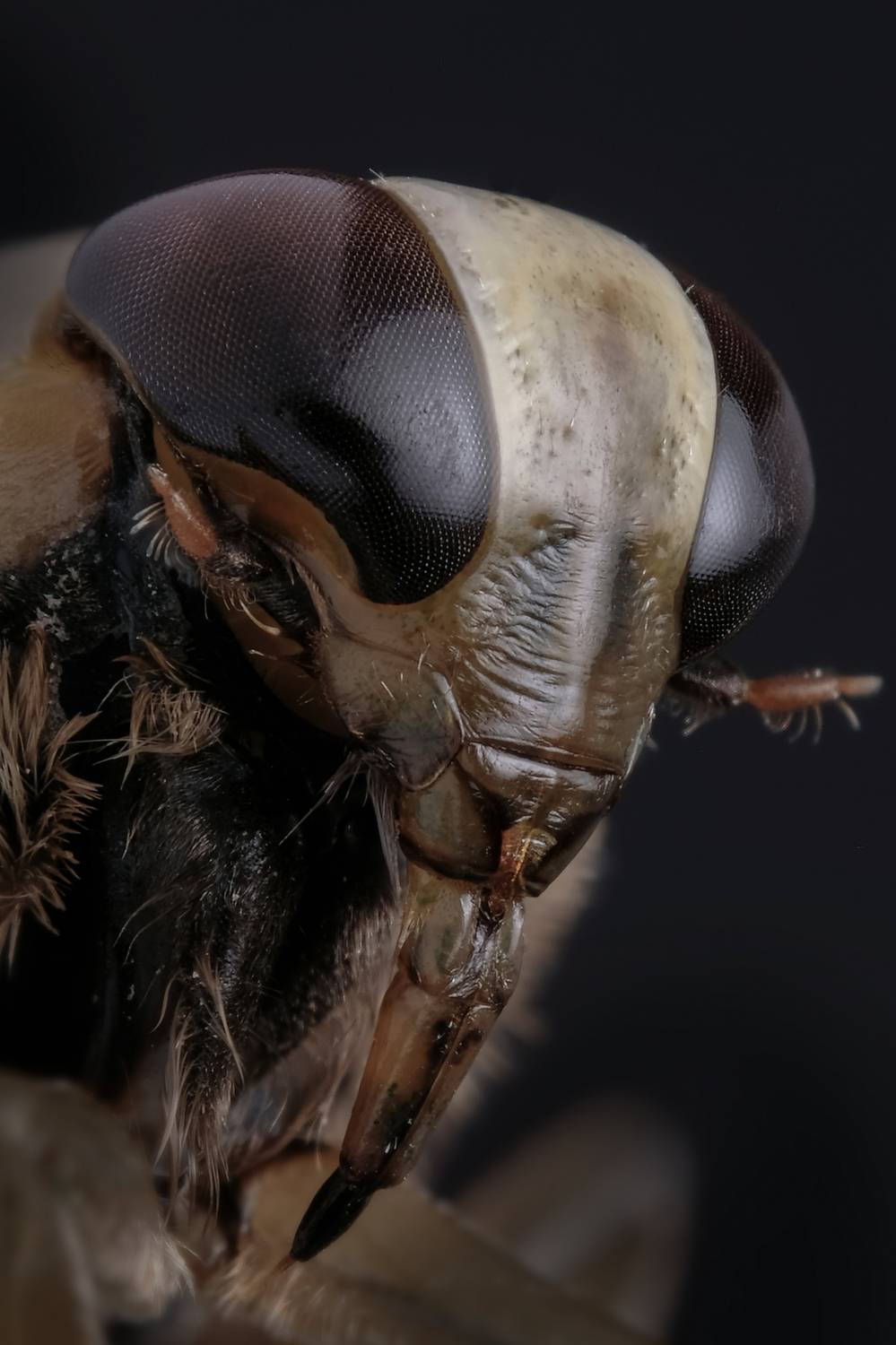 #макросъёмка, #макромир, #макрофото, #макросъемканасекомых, #макро_насекомые, #мирнасекомых, #насекомые, #жуки, #бабочки, #энтомология, #природа, #фауна, #красотаприроды, #фото_насекомых, #фотоприроды, #природавокруг, #увеличение, #ультрамакро, #интересны, Васильев Роман