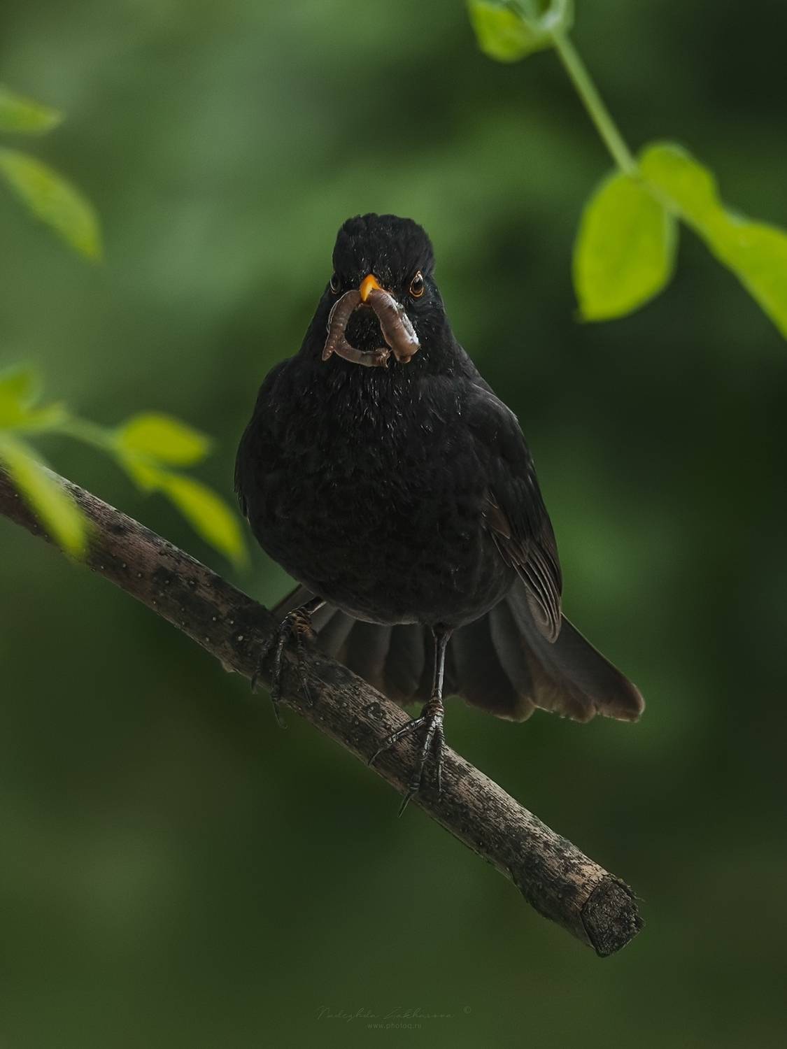 наблюдения за птицами, самец черного дрозда, черный дрозд, дрозд, птицы, портреты птиц, эмоции, весна, время птенцов, птицы на гнездах, весна2025, Nadezhda Zakharova