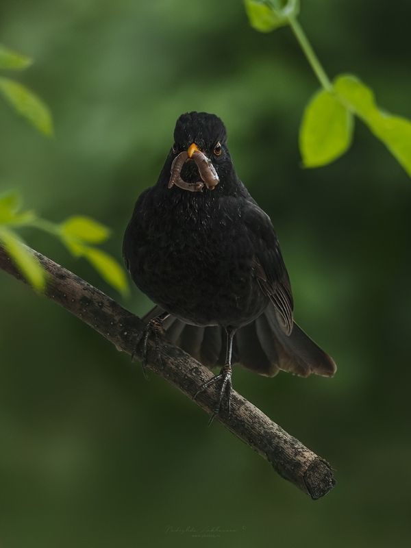 наблюдения за птицами, самец черного дрозда, черный дрозд, дрозд, птицы, портреты птиц, эмоции, весна, время птенцов, птицы на гнездах, весна2025 Завтрак фото превью
