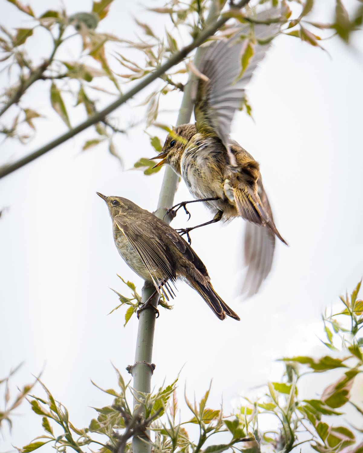 , Курлянцев Алексей