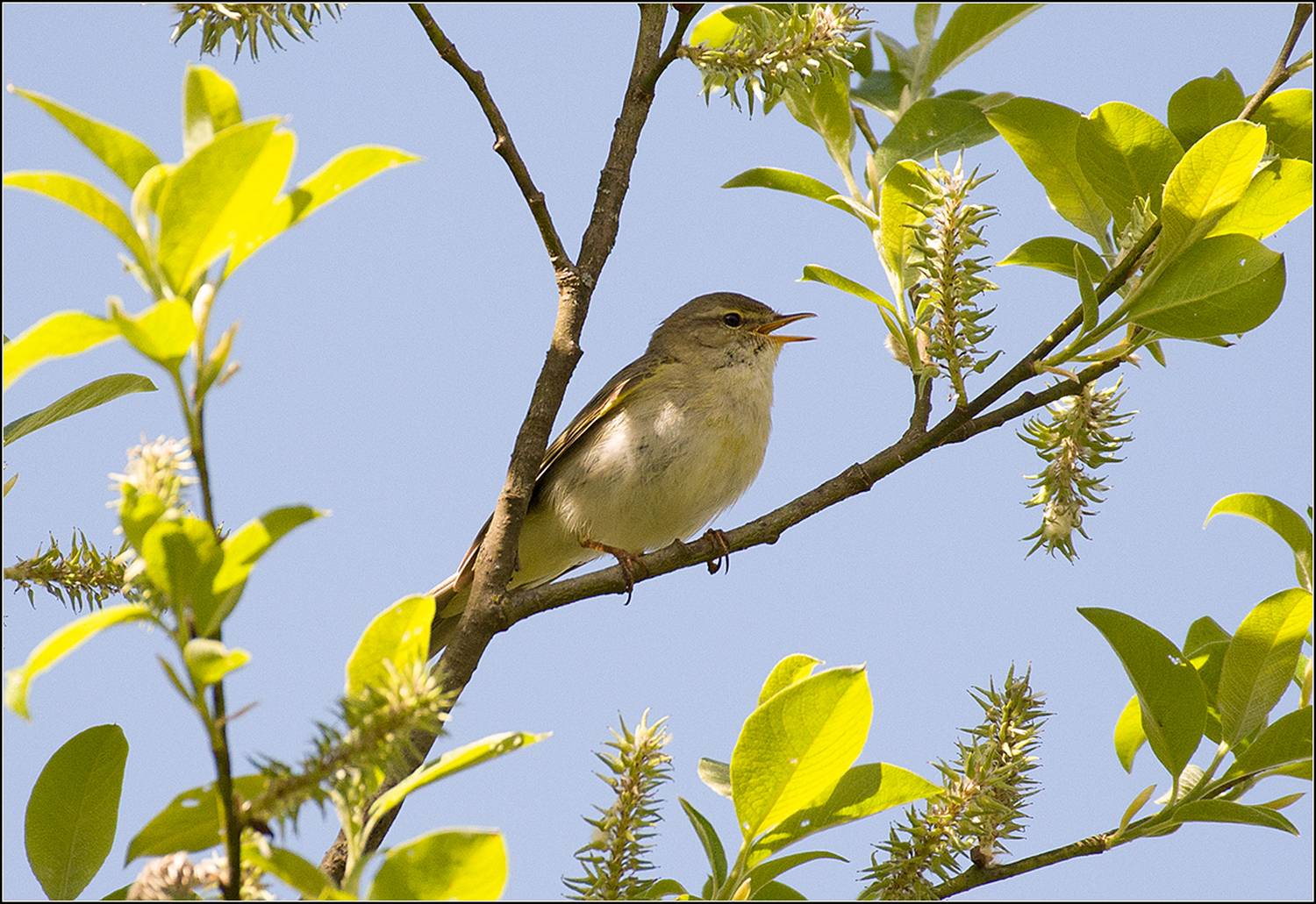 москва, май, парк, птица, АНАТОЛИЙ ДОВЫДЕНКО