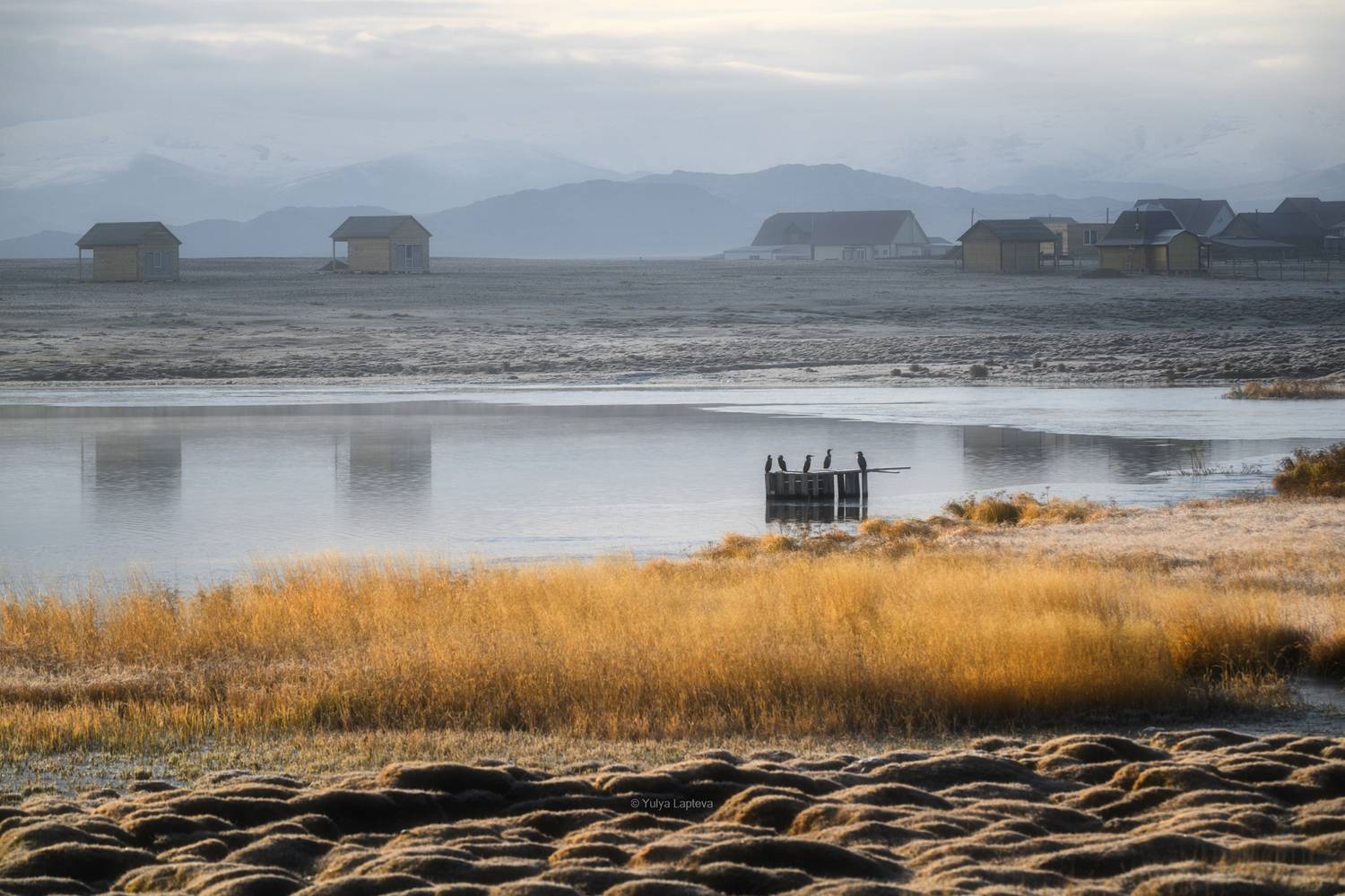 кош-агач, горный алтай, бакланы, птицы, Юлия Шустерова