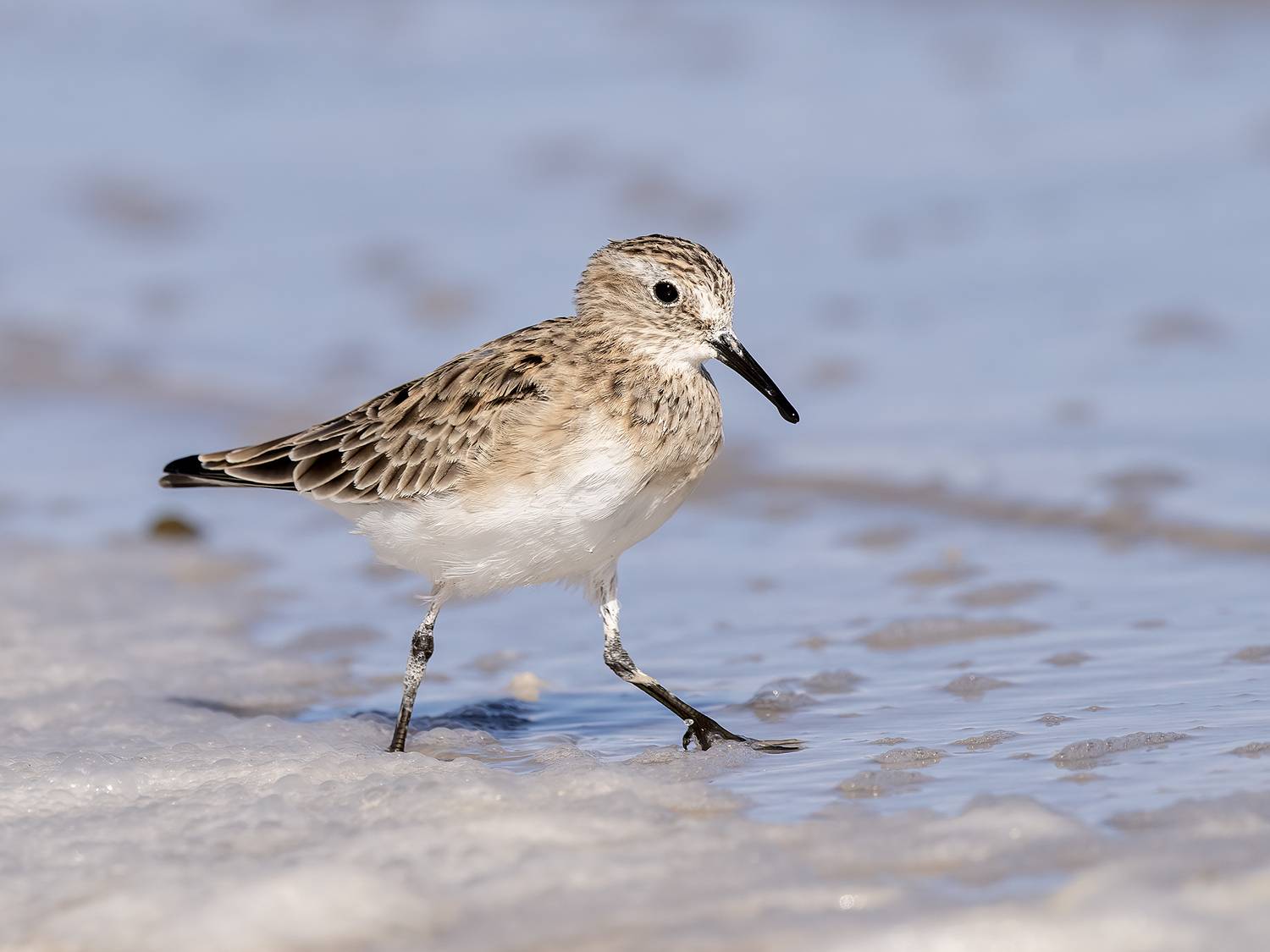 , Fernando Burgalin Sequeira