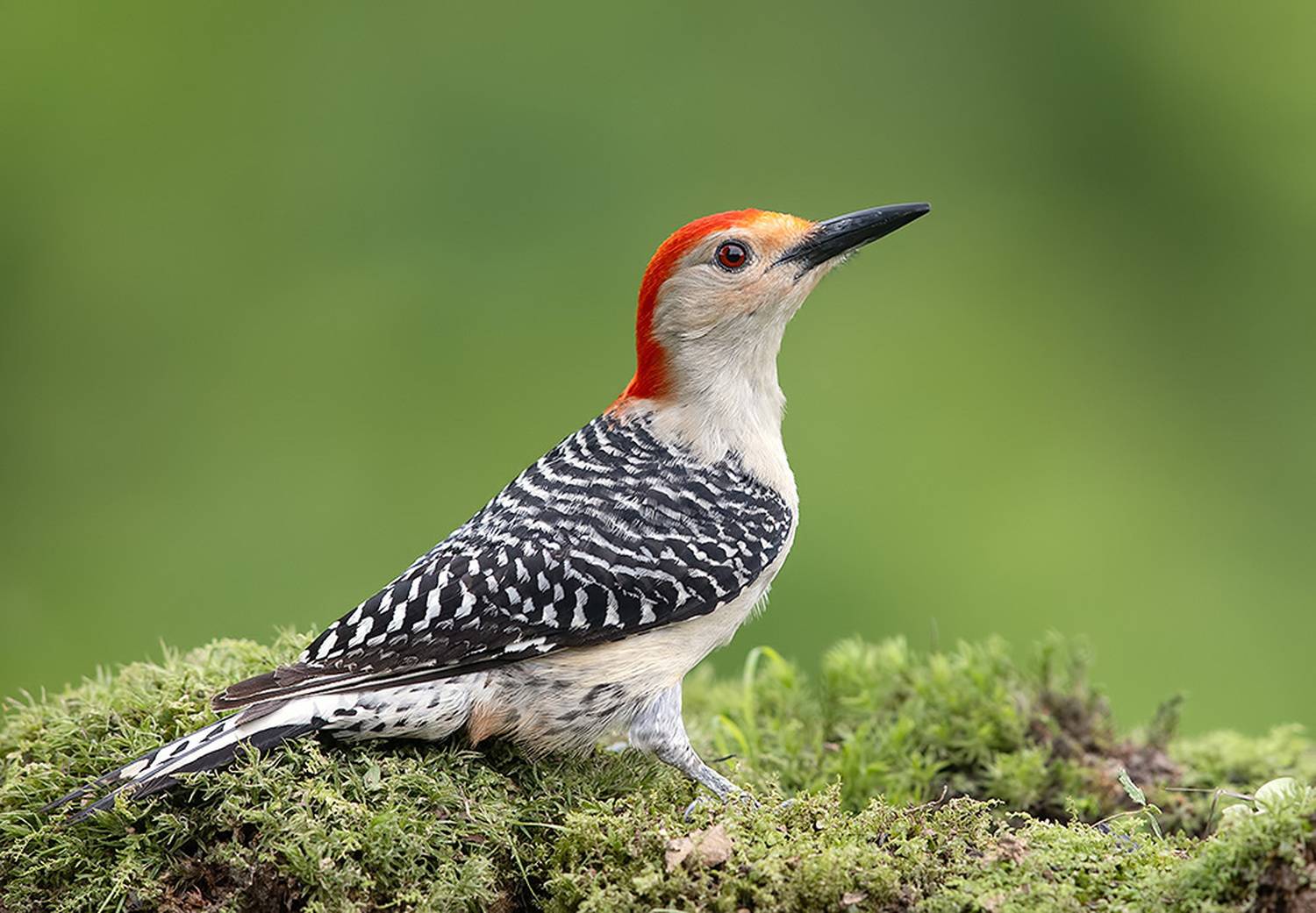 дятел, каролинский меланерпес, red-bellied woodpecker, woodpecker, весна, spring, Etkind Elizabeth