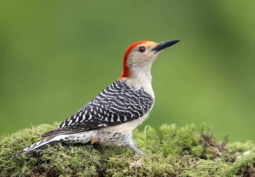 Red-bellied Woodpecker, male -Каролинский меланерпес