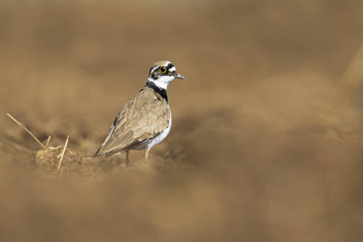 зуек, кулик, птицы, Руслан Pl