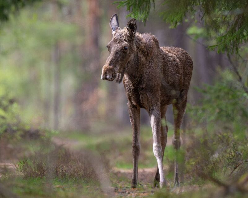 Лосик фото превью
