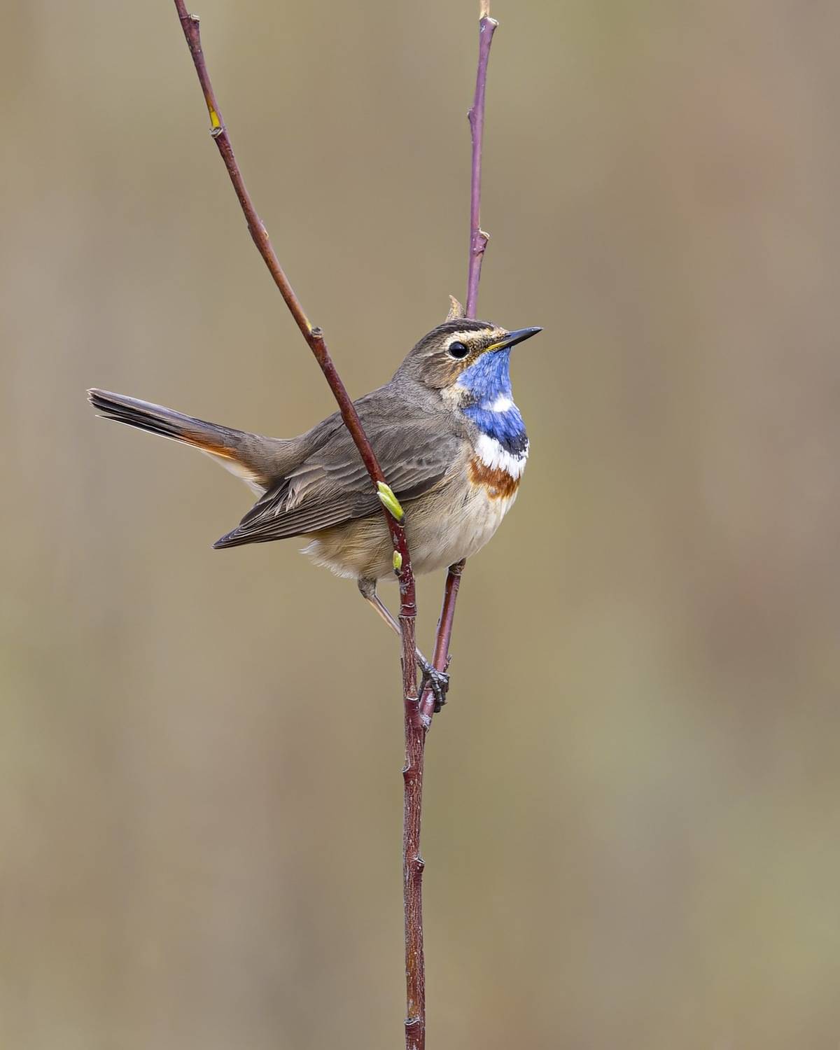 варакушка, птицы, Руслан Pl