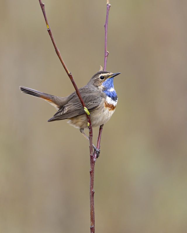 варакушка, птицы Варакушка фото превью