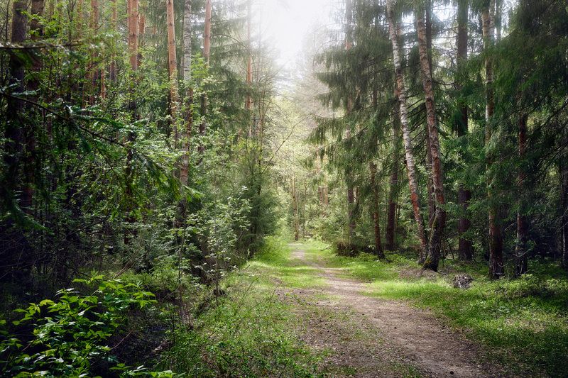 лес, свет, тропа В лесу фото превью