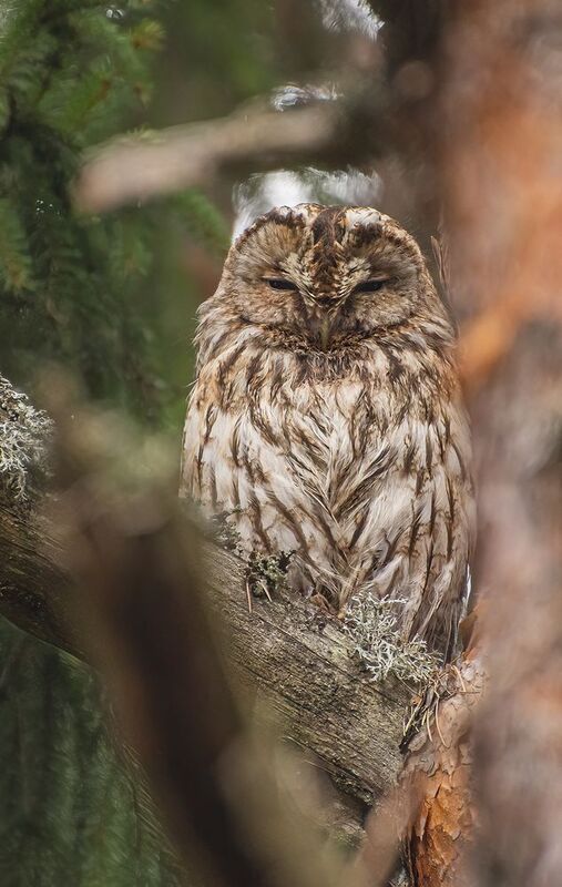 Серая неясыть :) фото превью