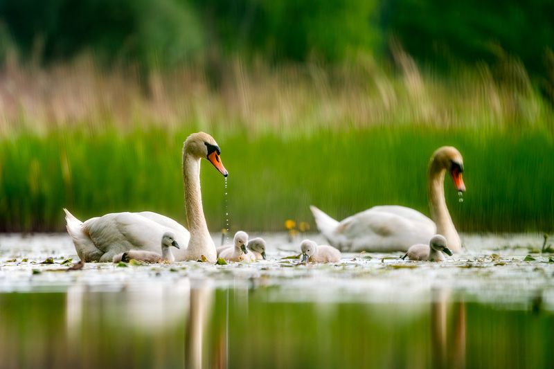 wildlife, swans, nature, birds, birdwatching, animals Swan family фото превью