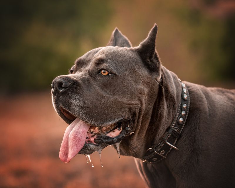 Арчи фото превью