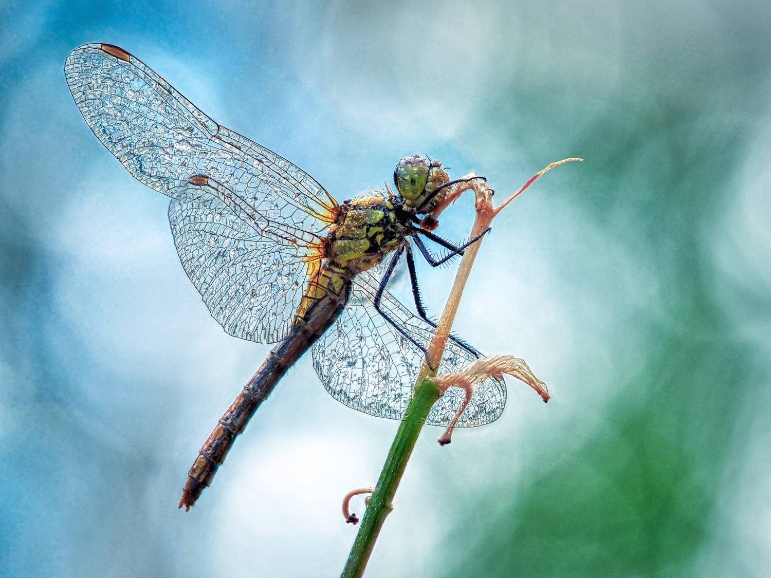 , Олег Савицкий