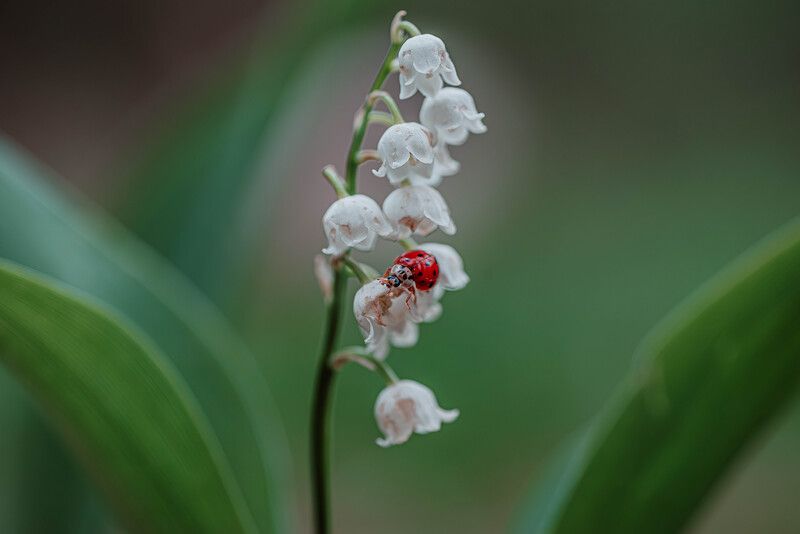 коровка на ландыше. фото превью