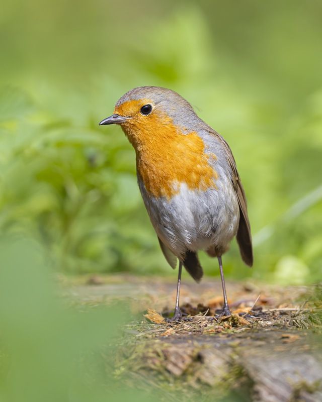 зарянка, малиновка, птицы Что это вы тут делаете? фото превью