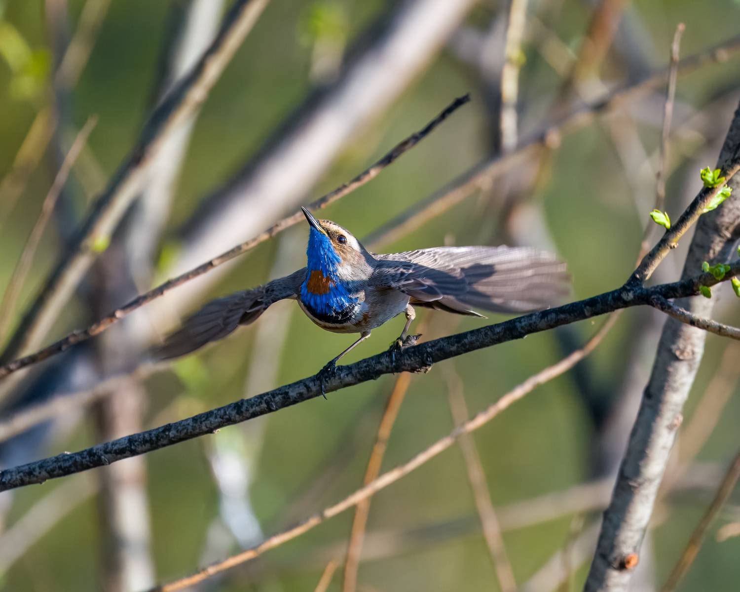 варакушка, птицы, бердвочинг, Екатерина Дубровская