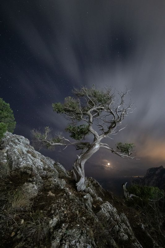 Танцующие можжевельники Нового Света фото превью