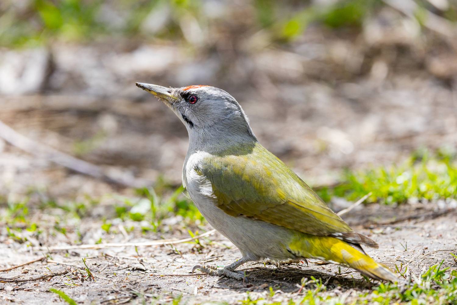 , Поляков Алексей