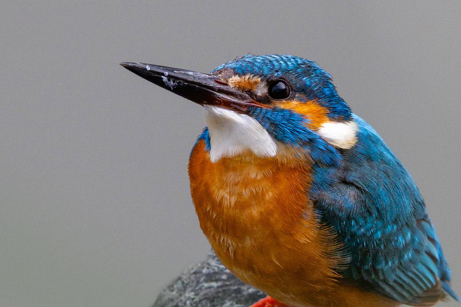 , Поляков Алексей