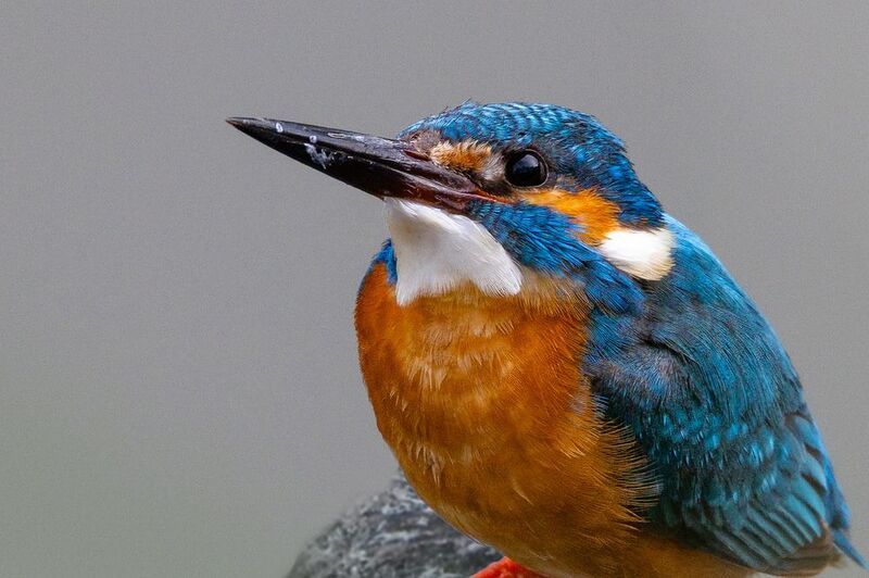 Обыкновенный зимородок фото превью