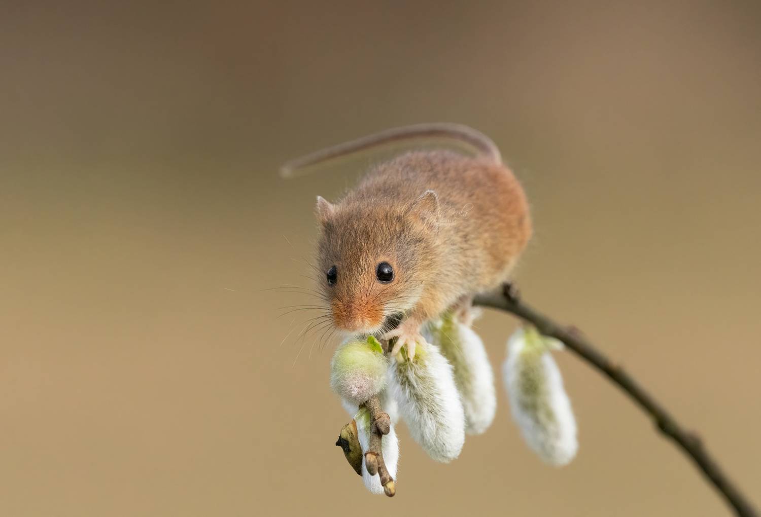 harvest mouse, mouse, rodent, animals, nature, wildlife, canon, MARIA KULA
