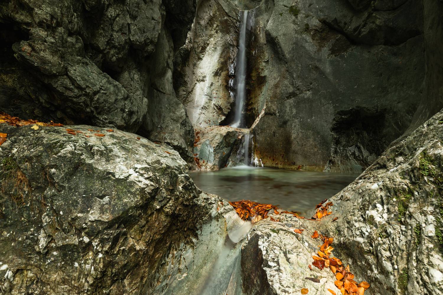 , Евгения Чех