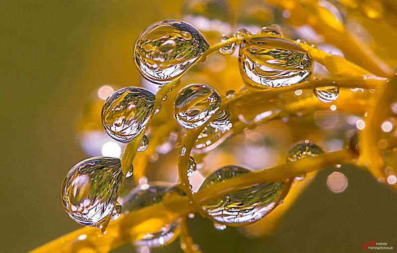 Кали фото превью