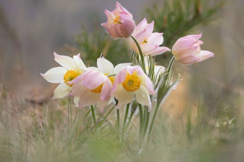 ...весеннее фото превью