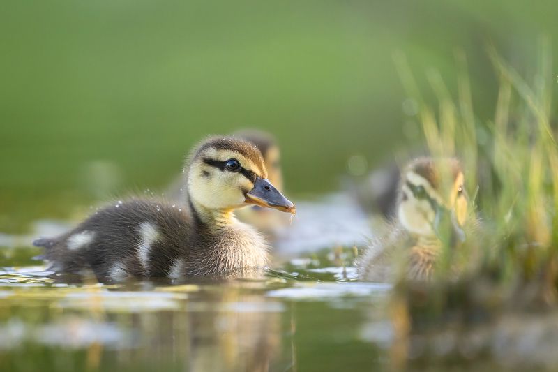 Duckling фото превью
