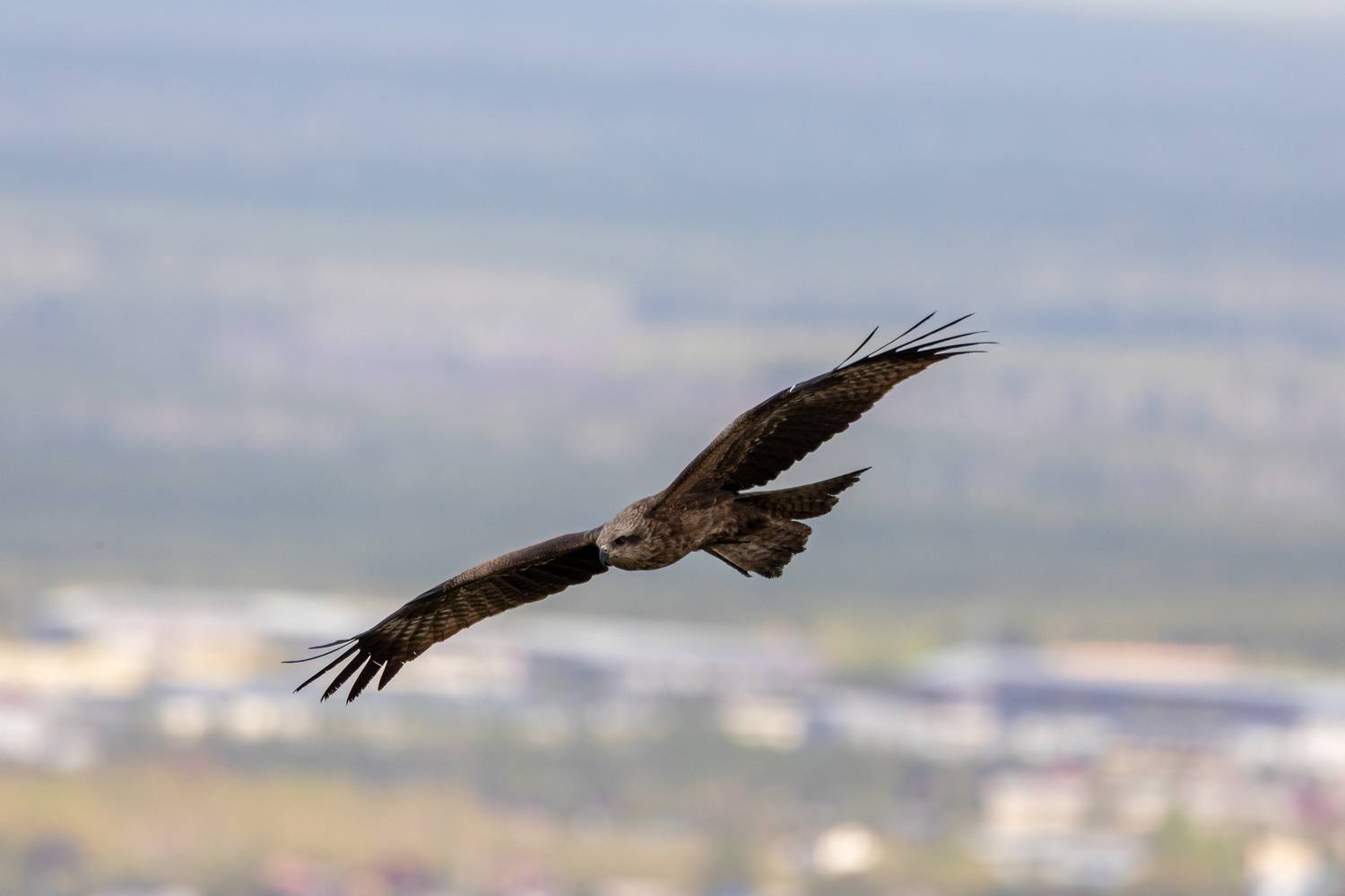 , Щепанов Дмитрий